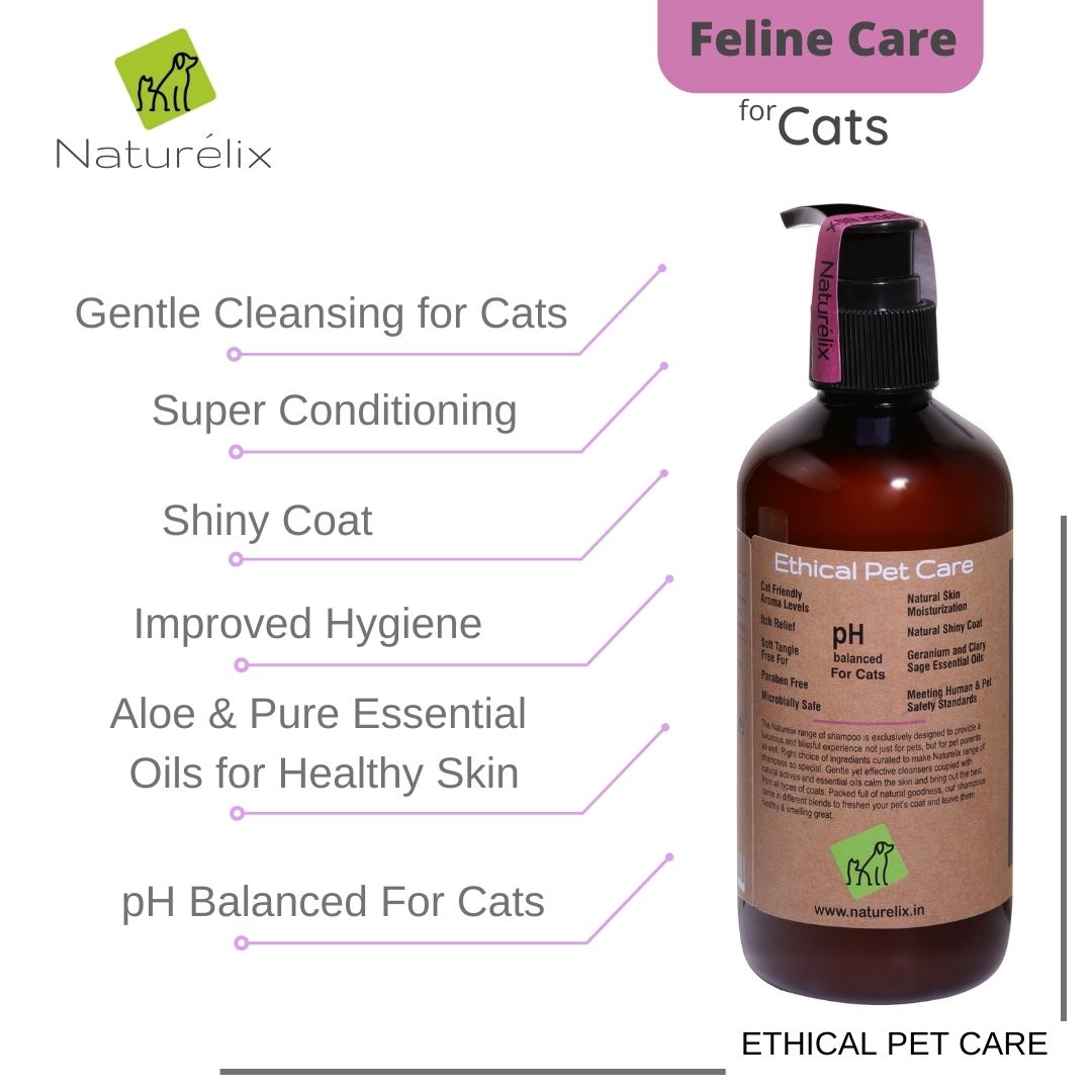 Best shampoo hotsell for persian kittens