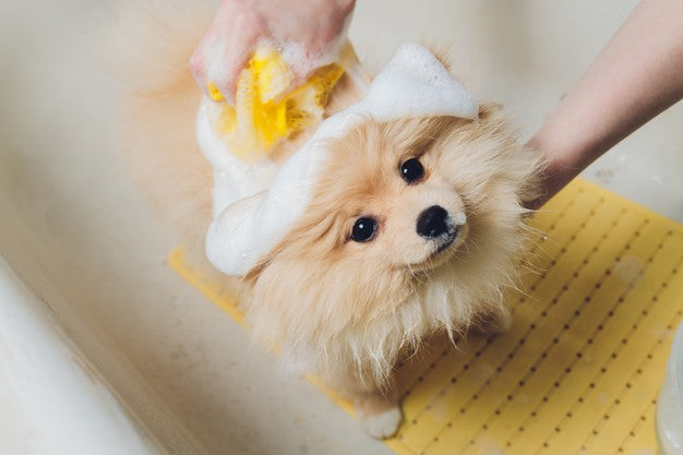 how long does dog shampoo last